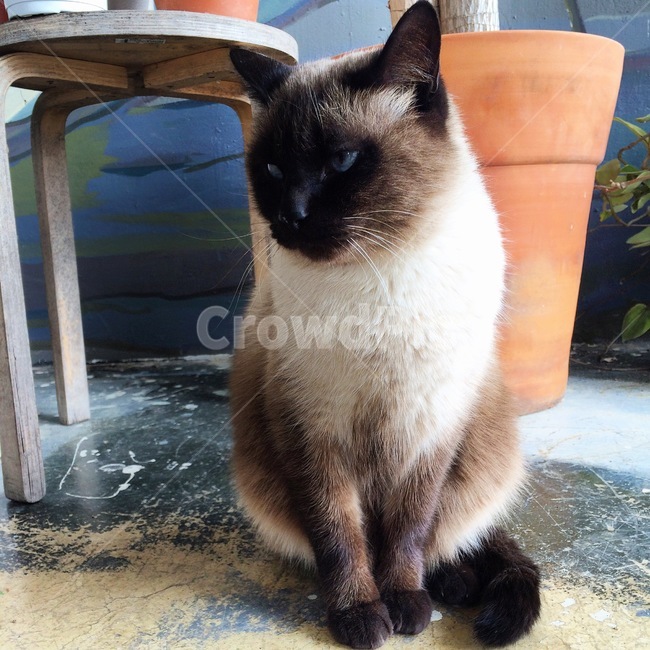 고양이,동물,cat,pet,animal,동물,animal,포유류,mammal,고양이,cat,kitten,kitty