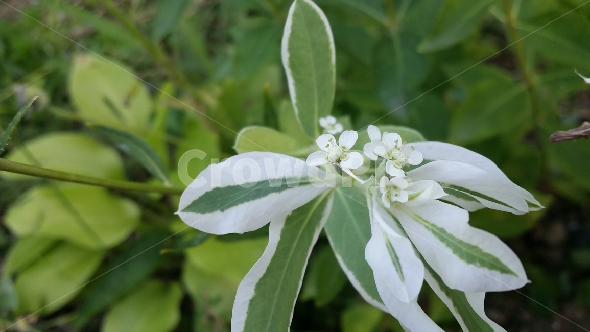 잎,꽃,흰꽃,아름다운,spring,식물,자연,plants,nature,꽃,flower
