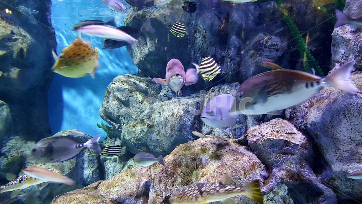 물속,물고기,아쿠아리움,영롱한,underwater,aquarium