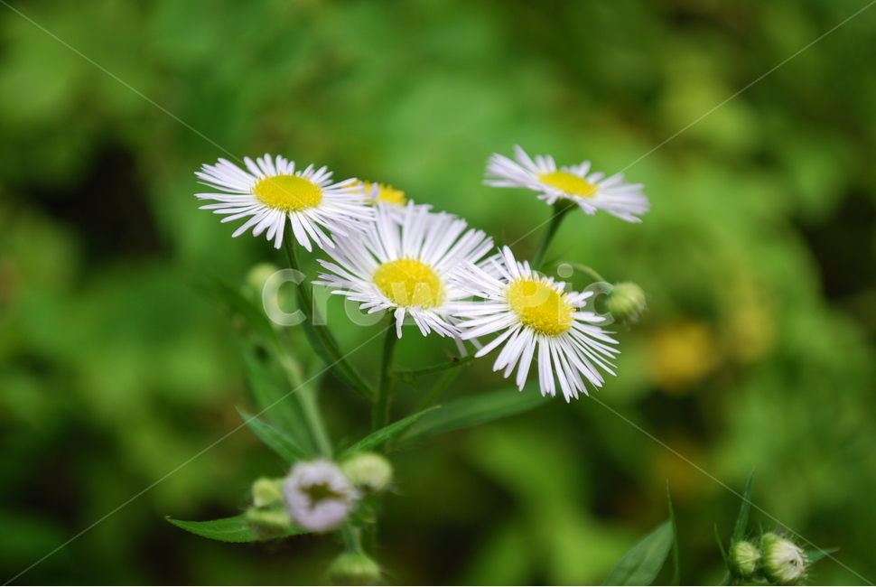 꽃,들꽃,야생화,계란꽃,식물