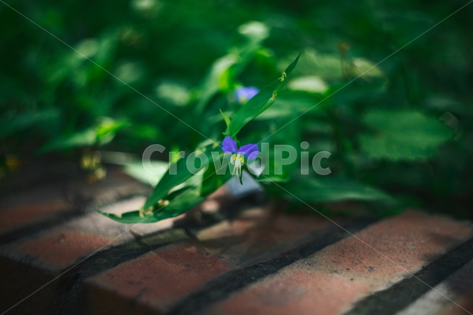 보라색,flower,식물,초록,화단,보케,공원,휴식,들꽃,식물,자연,plants,nature,꽃,flower