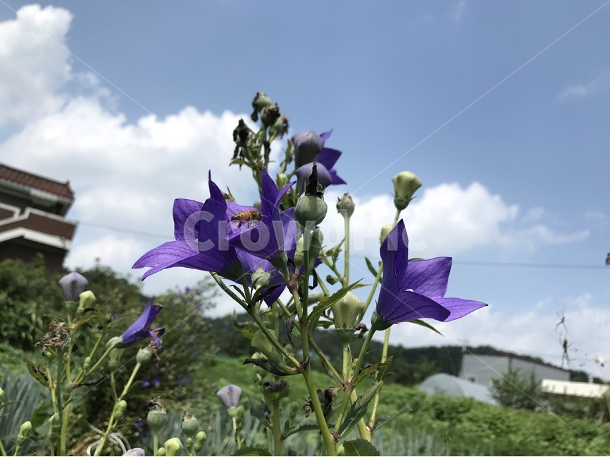 도라지,도라지꽃,약초,자연,식물,식물,자연,plants,nature,꽃,flower,동물,animal,곤충,벌레,insect,bug