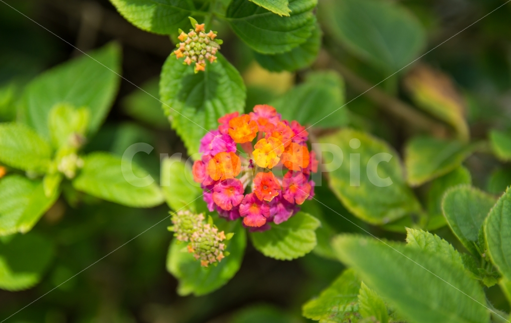 란타나,lantana,란타나꽃,꽃,아기자기한,작은,앙증맞은,귀여운,예쁜,flower,꽃잎,열대식물,열대의,노란,분홍,붉은,녹색,둥근,식물,자연,plants,nature,꽃,flower