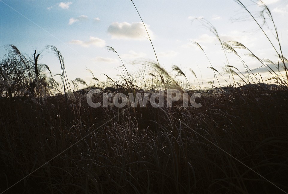 갈대,가을,가을하늘,하늘,노을,자연,풍경,nature,landscape,grass,잔디,plant,식물,lawn,reed