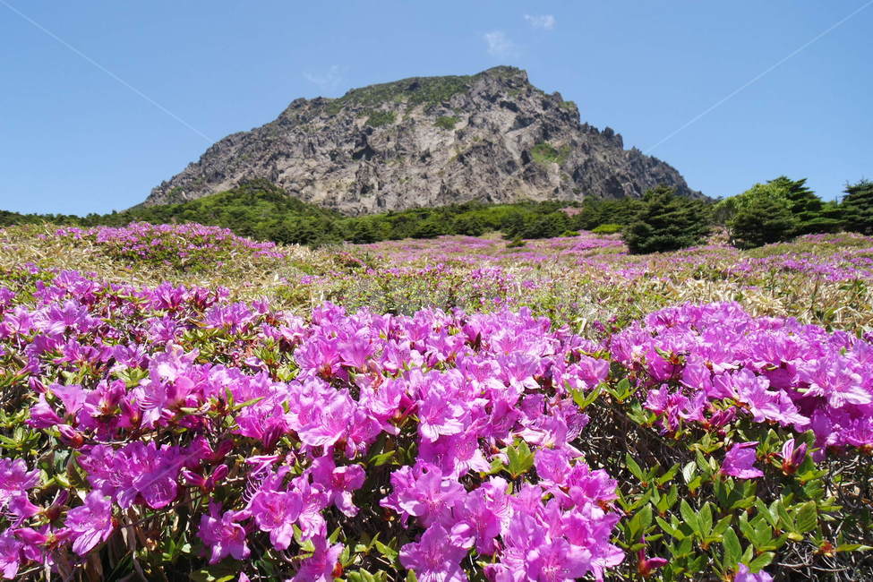 한라산,영실,제주도,철쭉,영실철쭉,자연,풍경,nature,landscape,한국자연풍경,한국자연경관,korea nature landscape,제주도,jeju,jeju island,식물,plants,꽃,flower,blossom,geranium,제라늄,plant