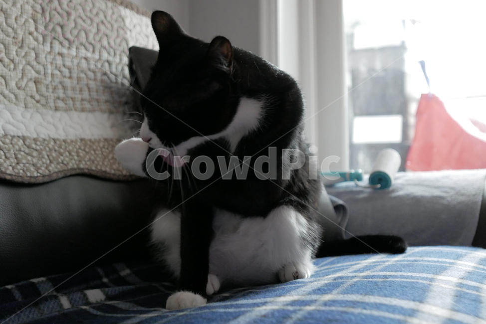 고양이,개냥이,동물,표정,얼굴,귀여운,동물,animal,포유류,mammal,고양이,cat,kitten,kitty