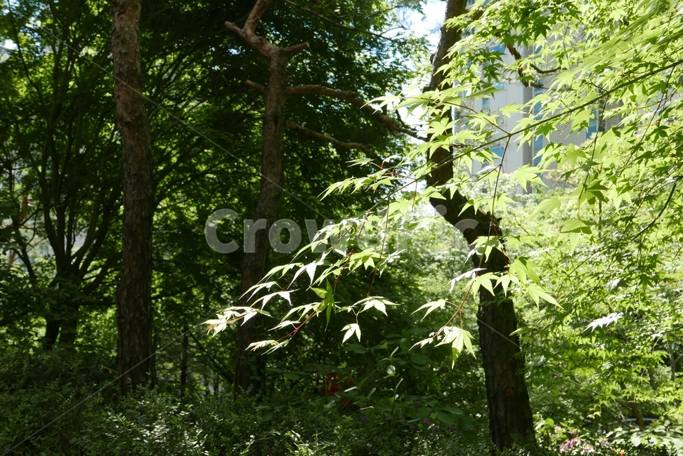 식물,tree,나무,잎,녹색잎