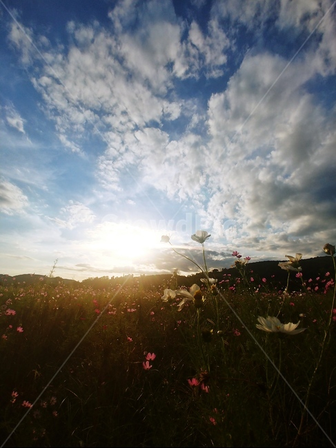 빛,코스모스,하늘,가을,풍경,구름,flare,sunlight,자연,풍경,nature,landscape,식물,plants,꽃,flower
