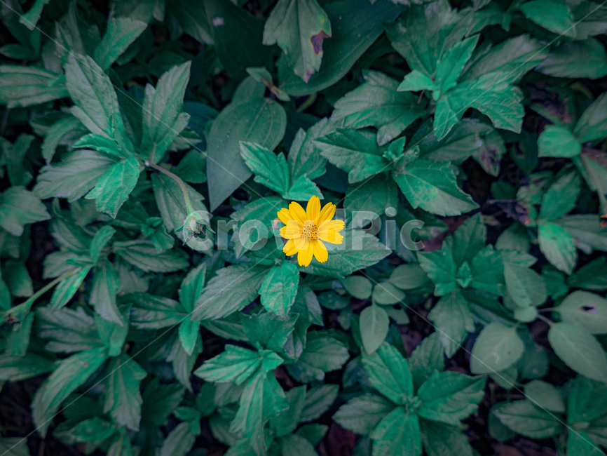 plant,식물,blossom,flower,꽃,데이지,봄,감성사진,식물,자연,plants,nature,꽃,flower