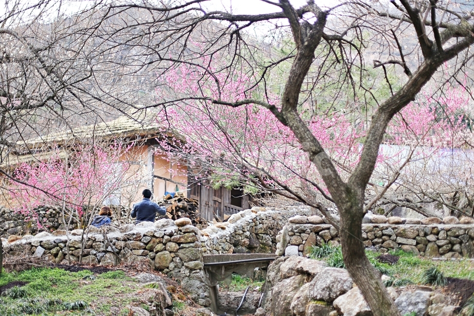 하동,매화마을,매화축제,매화꽃,매화,꽃,flower,hadong,봄,계절,spring,season,자연,풍경,nature,landscape,plant,식물