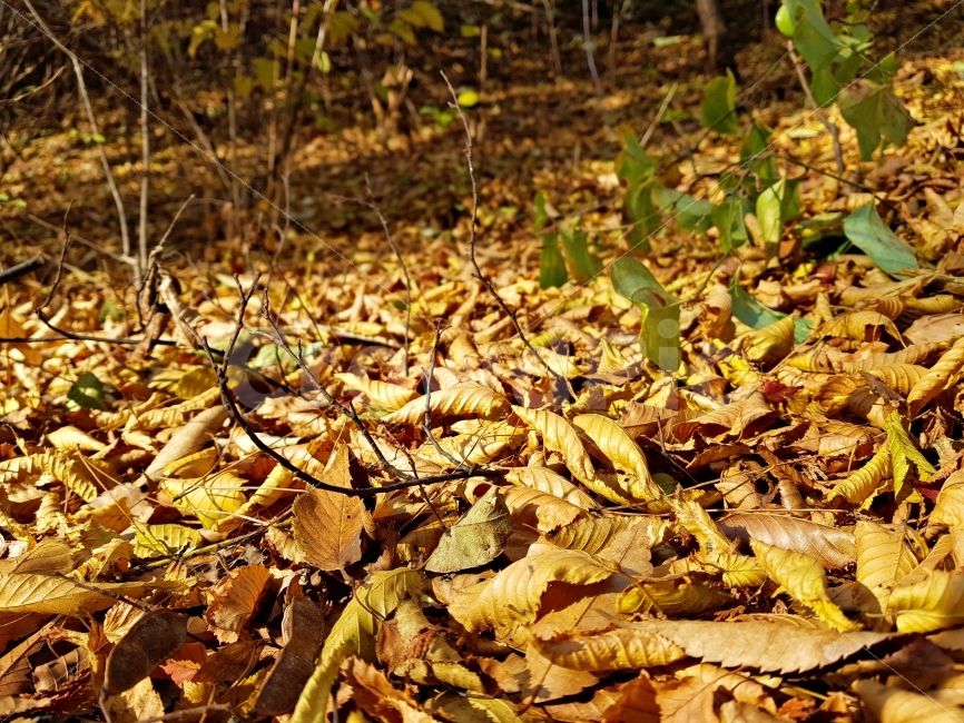 가을,낙엽,노란낙엽,가을느낌,가을사진,가을,계절,fall,autumn,season,식물,자연,plants,nature,ground,바닥,leaf,잎,plant
