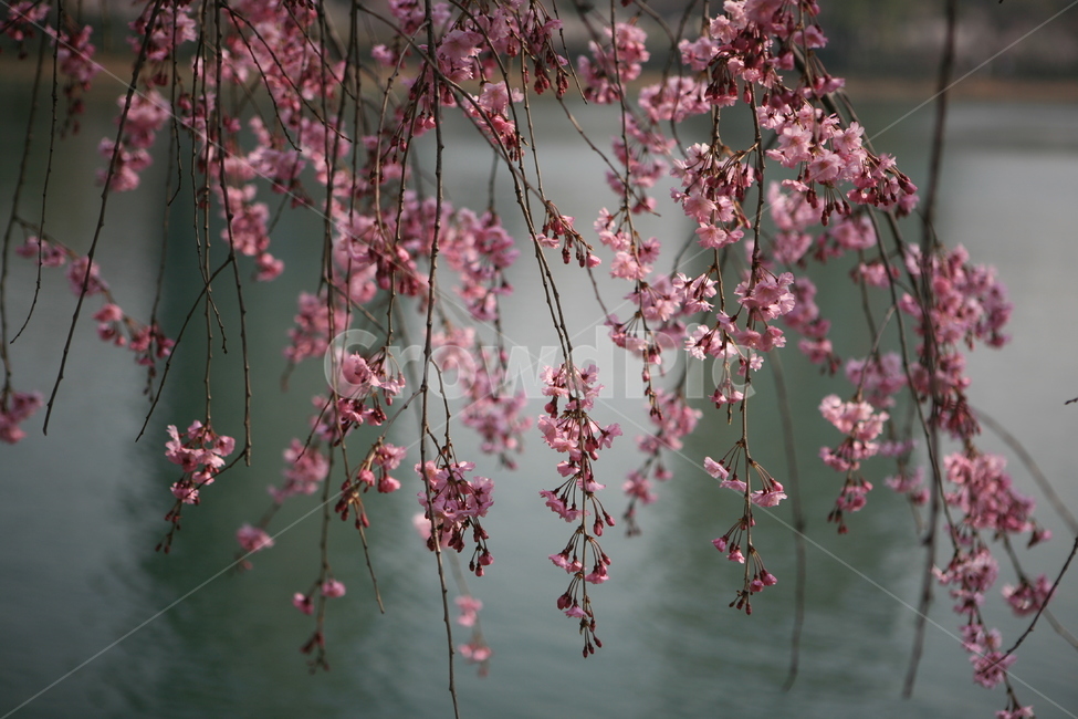 봄꽃,수양벚꽃,석촌호수,송파구,송파의꽃,식물,자연,plants,nature,꽃,flower