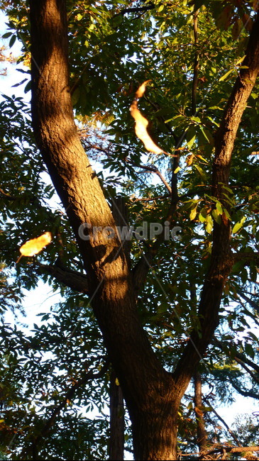 숲,소나무,나무,자연,빛,식물,자연,plants,nature,나무,trees,wood