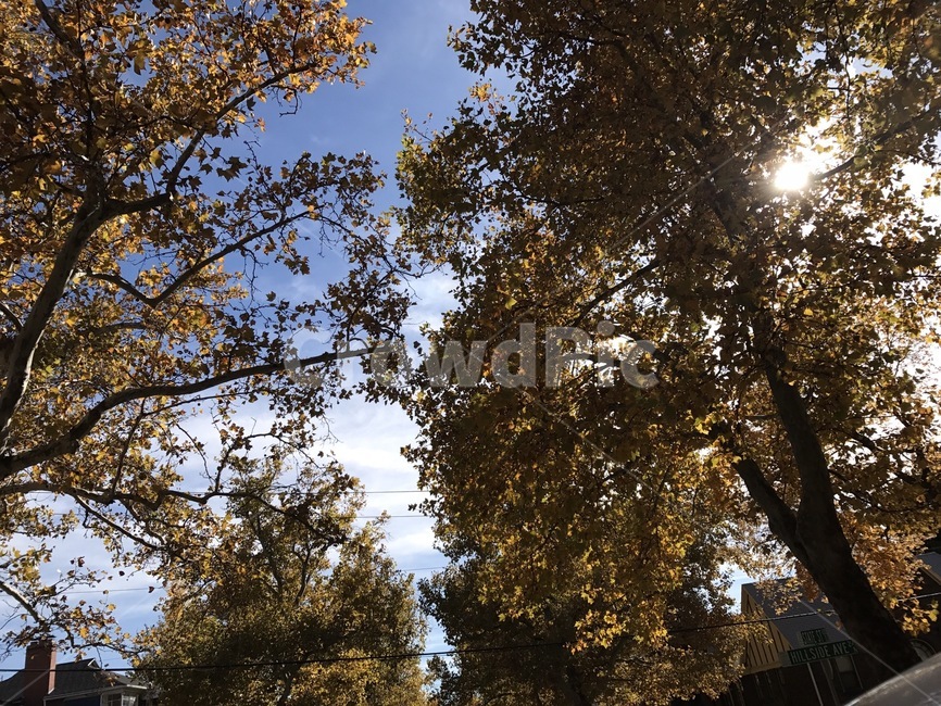나무,tree,plant,식물,빛,light,식물,자연,plants,nature,나무,trees,wood