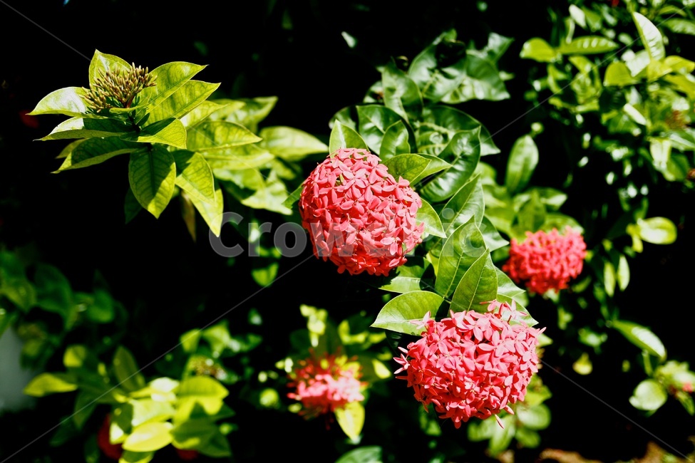 익소라,식물,꽃,익소라꽃,열대지방,식물,자연,plants,nature,꽃,flower