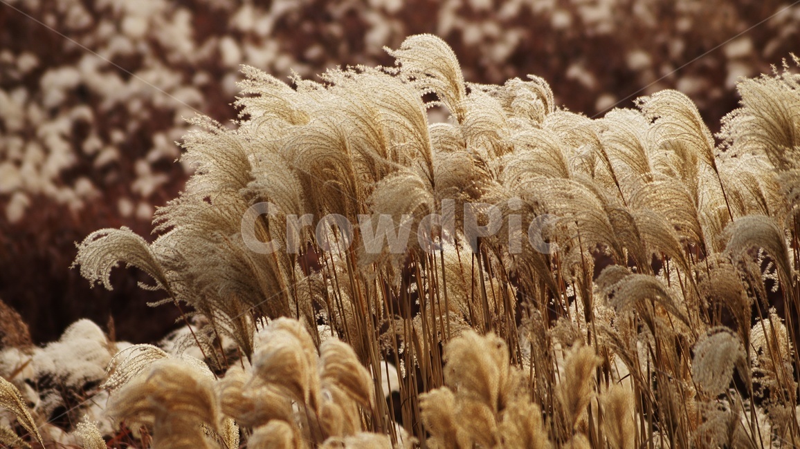 가을,가을풍경,하늘공원,억세풀,갈대,가을,계절,fall,autumn,season,식물,자연,plants,nature,grass,잔디,plant,lawn