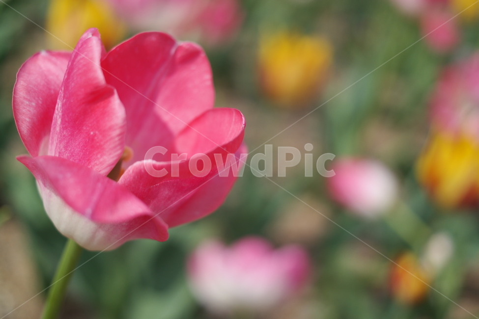 꽃,flower,튤립,봄,대저생태공원,식물,자연,plants,nature,꽃,flower