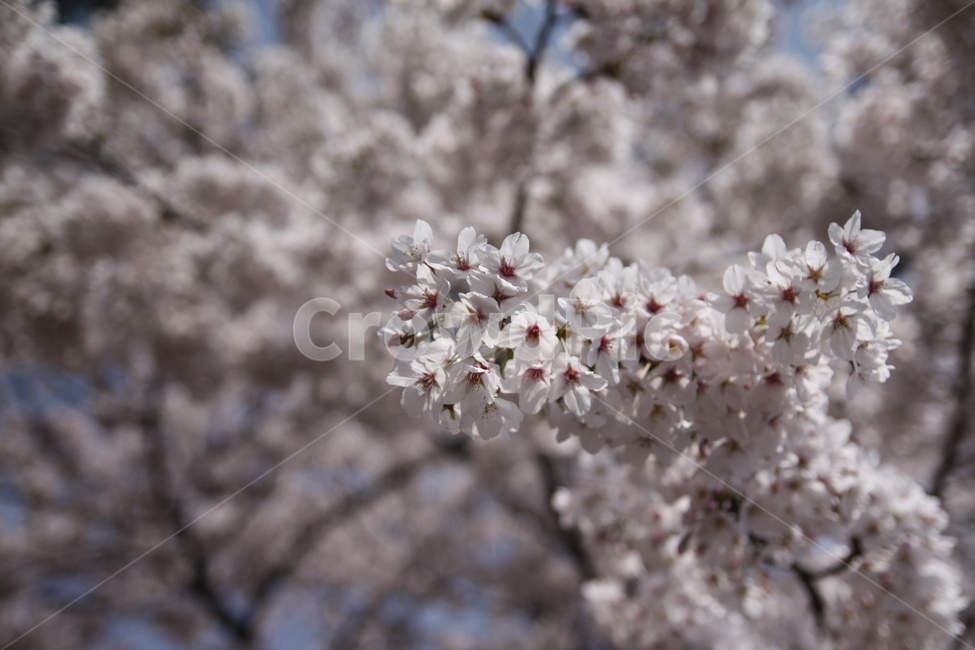 벚꽃,봄,꽃,하늘,벚꽃축제,풍경,분홍,봄,계절,spring,season,식물,자연,plants,nature,꽃,flower,plant,blossom