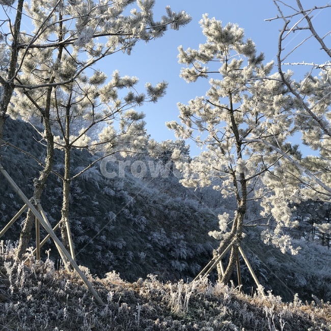 눈,눈꽃,나무,겨울,자연,경치,풍경,배경,식물,자연,plants,nature,나무,trees,wood