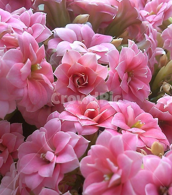 꽃,flower,식물,꽃잎,blossom,분홍색,봄,식물,자연,plants,nature,꽃,flower