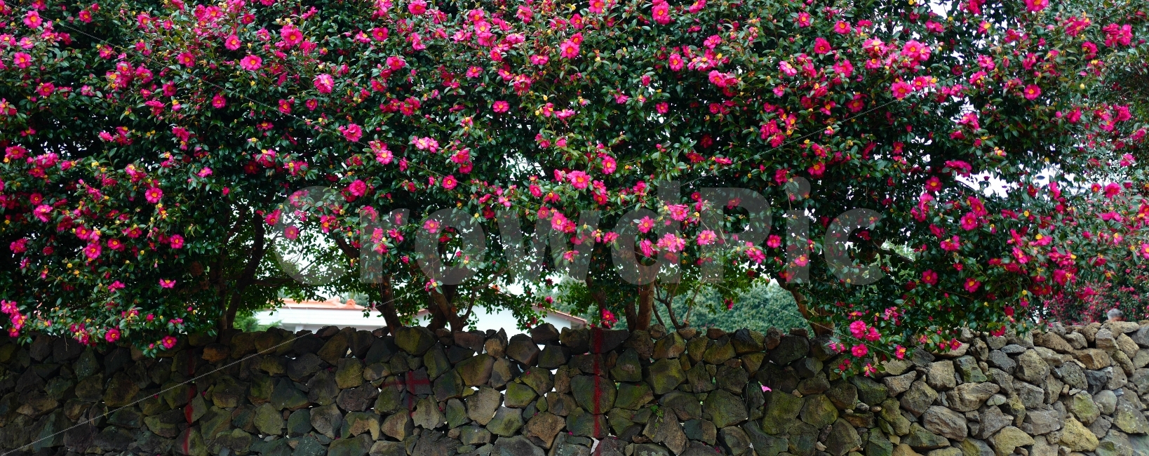 동백꽃,꽃,돌담,제주도,꽃나무,여행,식물,자연,plants,nature,꽃,flower
