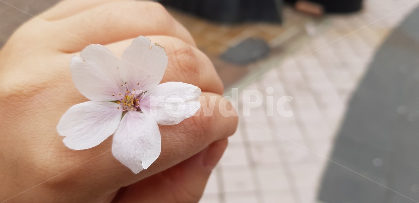벚꽃,blossom,꽃잎,봄,꽃반지,꽃,flower