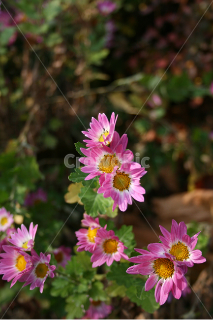 소국,국화,가을,식물,flower,plants,nature,꽃,꽃봉오리,꽃밭,식물,자연,plants,nature,꽃,flower