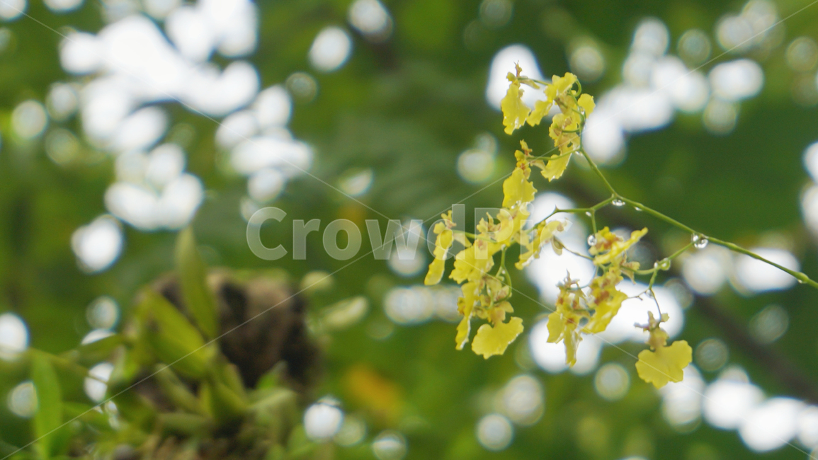 plant,식물,pollen,화분,꽃