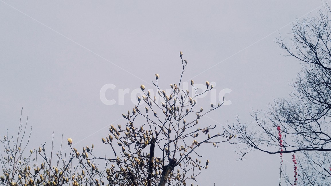 목련,꽃,봄,magnolia,nature,꽃봉오리,flower,bud