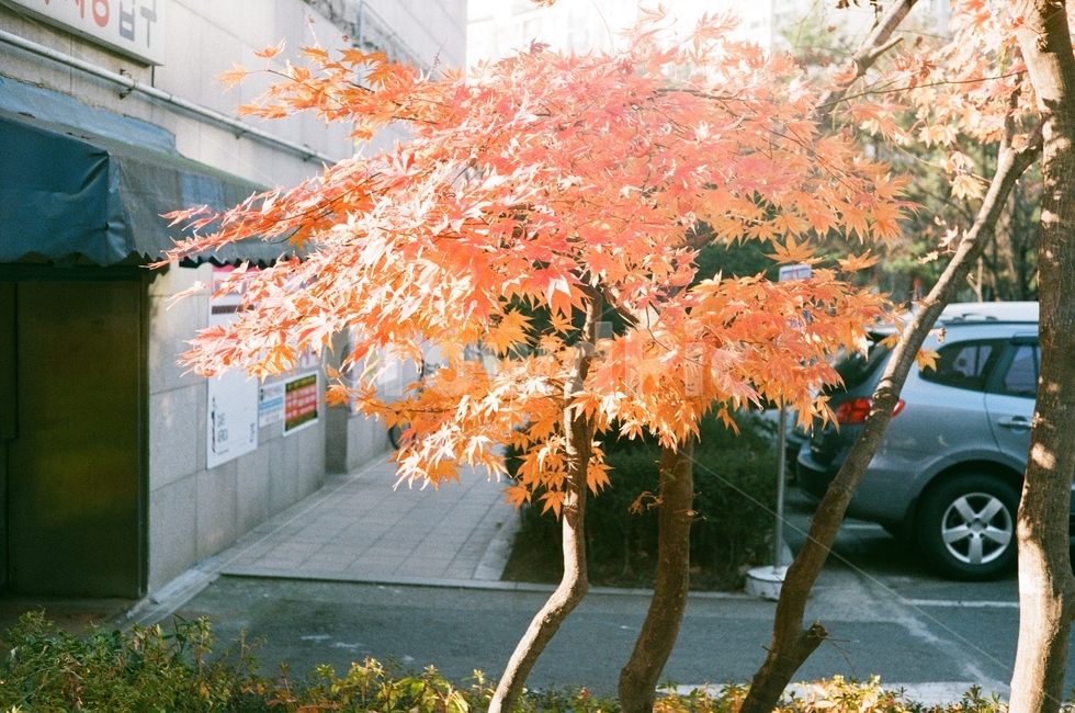 단풍,햇살,가로수,작은나무,가을,가을아침,가을,계절,fall,autumn,season,식물,자연,plants,nature,나무,trees,wood,tree,plant,leaf,잎,maple,transportation,교통,car,차,vehicle,차량,automobile,자동차,machine,기계,wheel,바퀴
