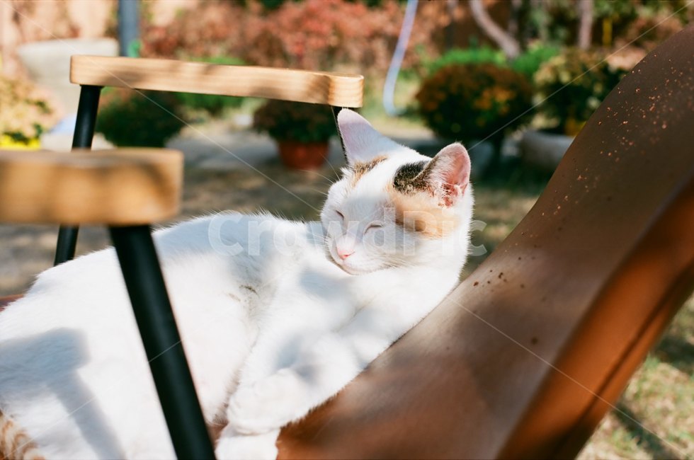 고양이,낮잠,평화,cat,힐링,동물,야옹이