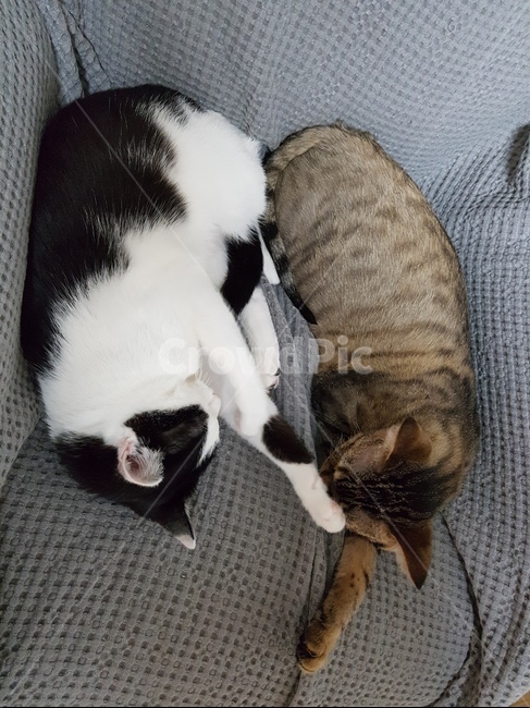 고양이,벵갈,코숏,잠,소파,동물,animal,포유류,mammal,고양이,cat,kitten,kitty