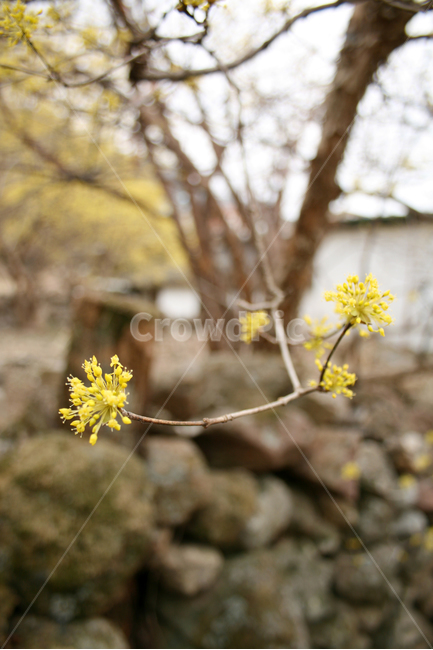산수유,봄,봄날,봄꽃,꽃,노란색,감성,spring,flower,풍경,봄,계절,spring,season,식물,자연,plants,nature,꽃,flower,plant