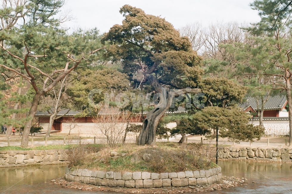 종묘,나무,연못,조경,전통,조선,궁,고목,정원,전통정원,자연,풍경,nature,landscape,한국자연풍경,한국자연경관,korea nature landscape,tree,plant,식물,tree trunk,나무 줄기