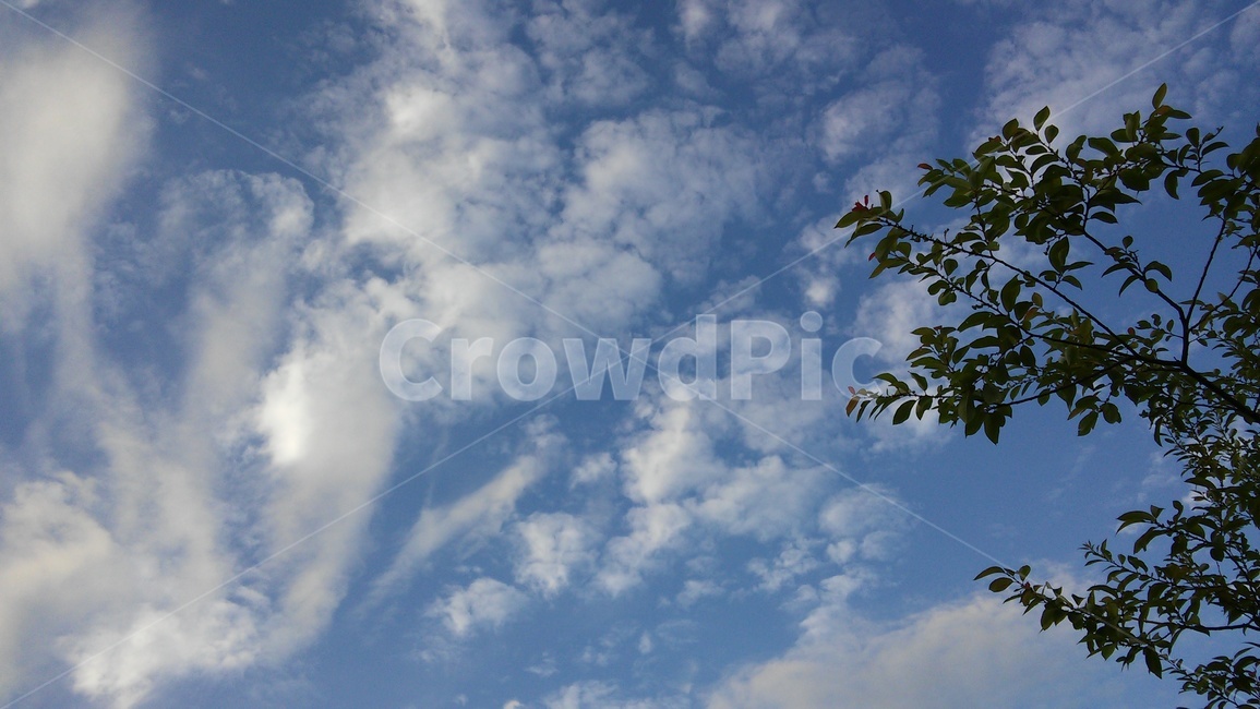 하늘,구름,나무,sky,blue,자연