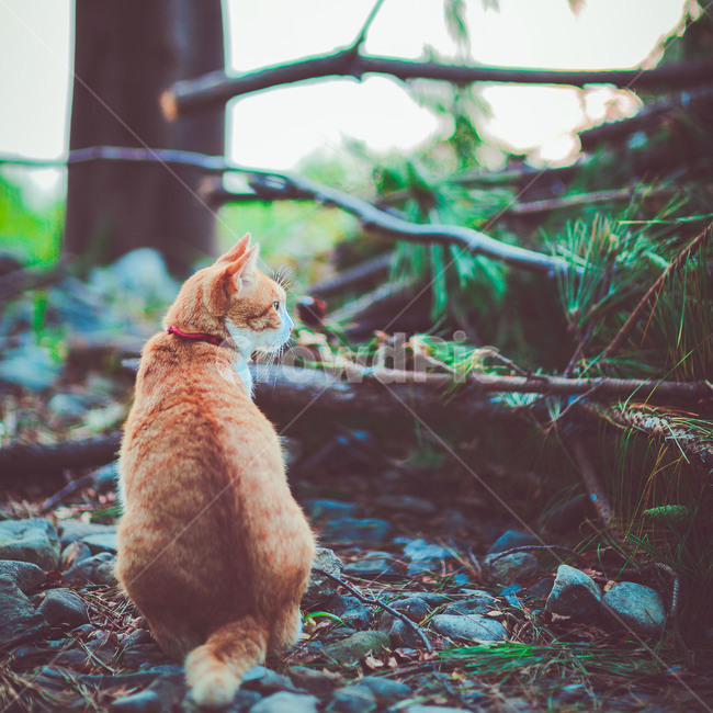 고양이,길냥이,동물,cat,애묘,동물,animal,포유류,mammal,고양이,cat,kitten,kitty,감성,sensible,feeling