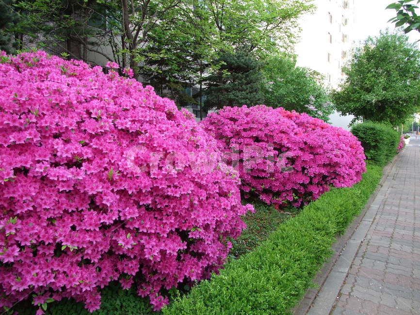 꽃,봄꽃,철쭉,식물,나무,식물,자연,plants,nature,꽃,flower