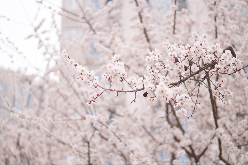 봄,매화,꽃,꽃놀이,flower,봄,계절,spring,season,식물,자연,plants,nature,꽃,flower,감성,sensible,feeling,plant,blossom