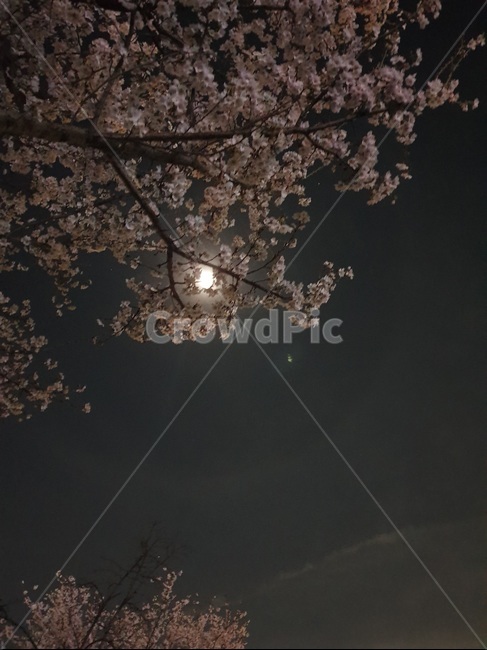 벚꽃,벚꽃나무,달,구름,밤하늘,밤