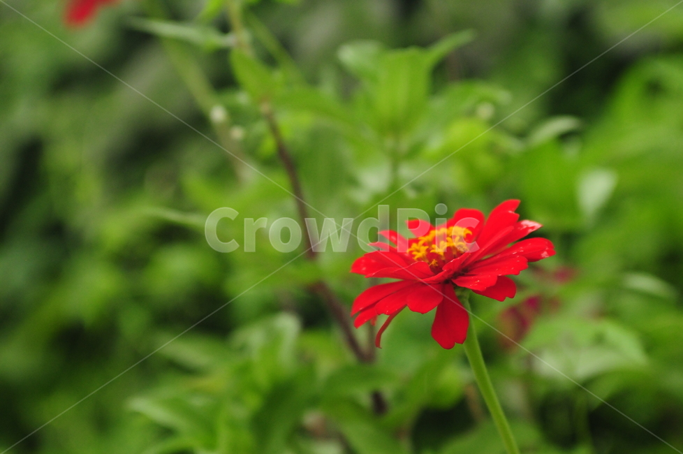 꽃,봄,flower,spring,식물