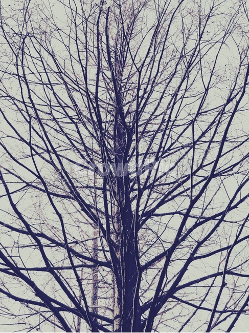 nature,자연,나무,식물,tree,나무가지,식물,자연,plants,nature