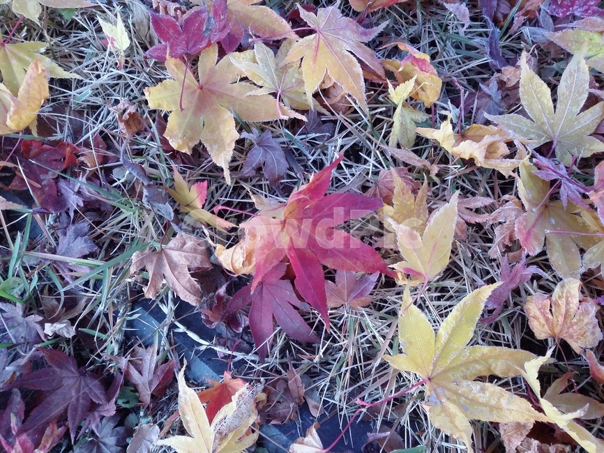 plant,식물,leaf,잎,단풍,낙엽,가을,계절,fall,autumn,season,식물,자연,plants,nature