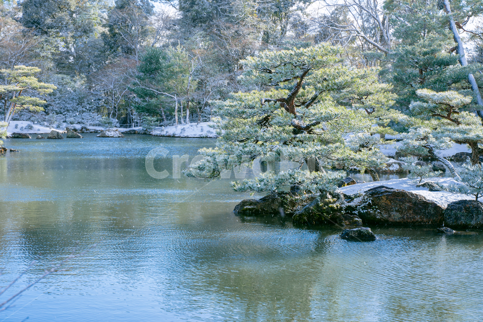 연못,눈,설경,소나무,풍경,자연,겨울,겨울,계절,winter,season,자연,풍경,nature,landscape,outdoors,옥외,water,물