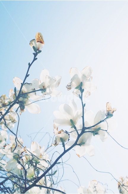 감성사진,봄,꽃,백합,하늘,색감,봄,계절,spring,season,식물,자연,plants,nature,꽃,flower,감성,sensible,feeling,plant
