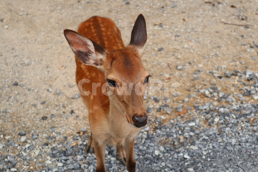 deer,deerpark,animal,Nara Park,wild animals,deer park,narapark,wildanimal