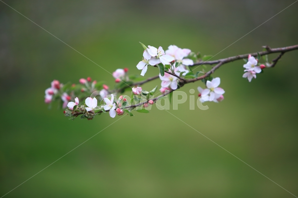 사과꽃,자연,풍경,접사,배경,봄,계절,spring,season,식물,자연,plants,nature,꽃,flower,plant
