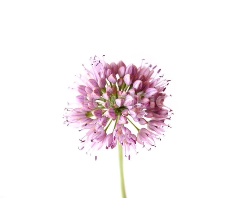 allium,alliumflower,alliumflowerpurple,bulb,bulbous,chives,closeup,flower,fresh,green,head,nature,pink,plant,purple,white,꽃,분홍색,핑크,식물,플라워,자연,보라색,그린,녹색,줄기,신선한,클로즈업,두메부추꽃,두메부추,부추꽃,부추,흰배경,식물,자연,plants,nature,꽃,flower,누끼,remove background