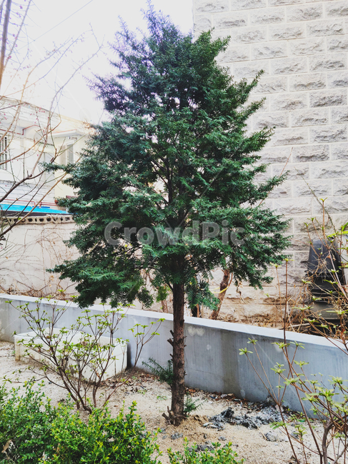 나무,tree,한그루,식물,초록나무