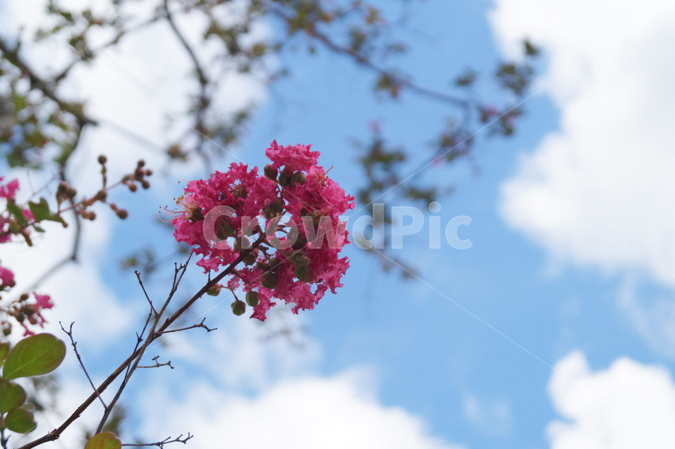 배롱나무,백일홍,식물,꽃,나무,분홍,pink,백그라운드,자연,nature,백일홍나무,하늘,풍경,crapemyrtle,꽃잎,배경,식물,자연,plants,nature,꽃,flower