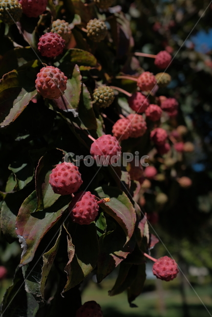 식물,열매,빨강,붉은열매,나뭇잎,식물,자연,plants,nature,과일,열매,fruit